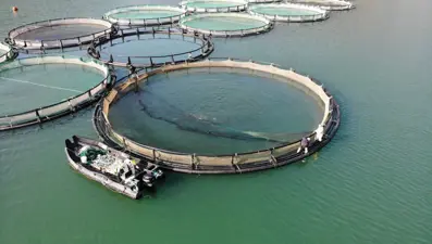 Borçka Barajı'ndan dünyaya somon