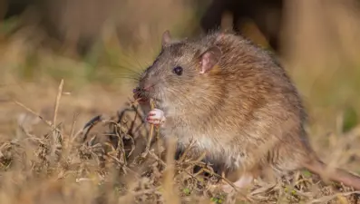 "Göçmen sıçanlar" bilim insanlarını harekete geçirdi: Diyarbakır'a geldiler
