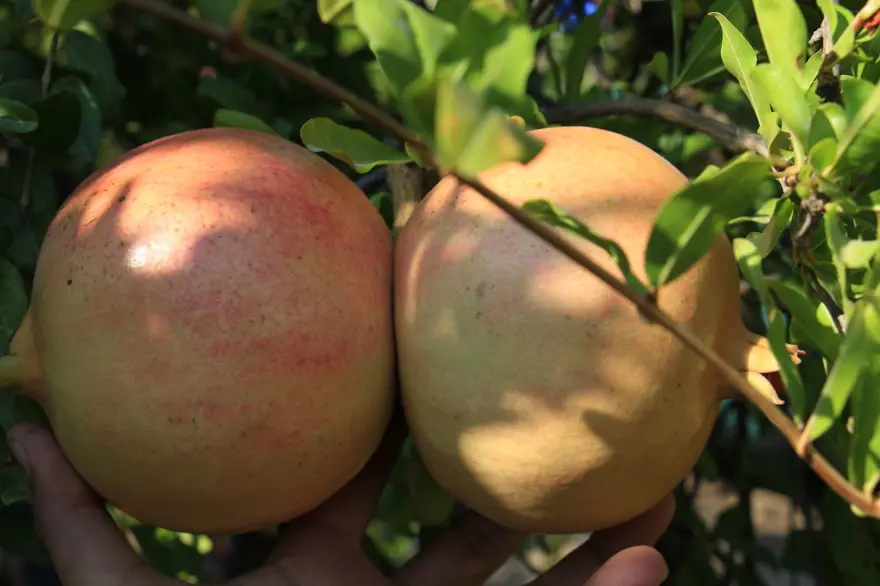 Bu narların tanesi 1,5 kilo 3 Bu narların tanesi 1,5 kilo 3