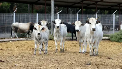 'Boz sığır' klon sürüsü çoğalıyor