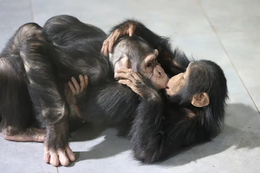 Şempanze Can yeni doğan kardeşi sayesinde annesiyle buluştu 22