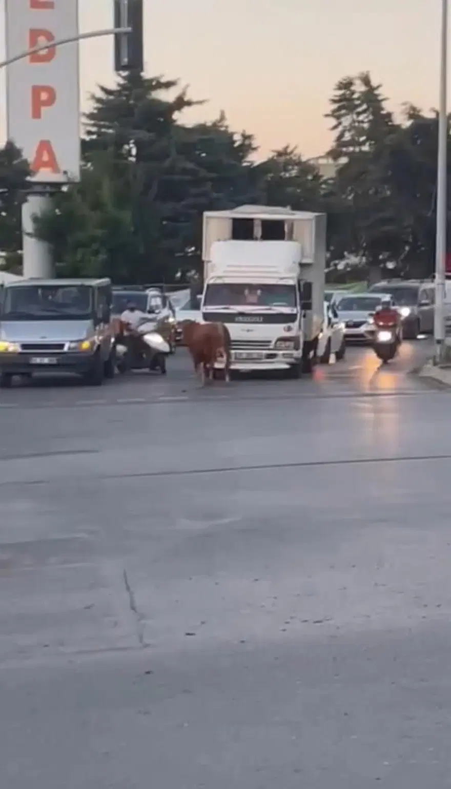 İstanbul’da kaçan dana ortalığı birbirine kattı: Motosikleteboynuz attı, sürücüsü son anda kurtuldu 1