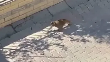 İstanbul’da sahibinden kaçan maymun dehşet saçtı: 2 kişiye saldırdı