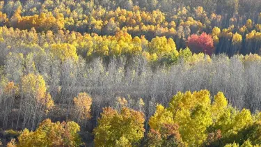 Sarıkamış ormanlarında sarı, yeşil ve kızılın tonlarında sonbaharın güzelliği yaşanıyor