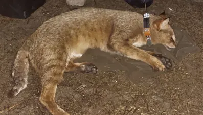 Türkiye'nin uydu vericili ilk saz kedisi 'Latmus'