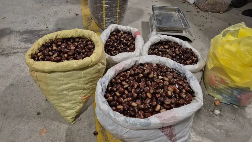 Toplaması çok zahmetli, kilosu 400 lirayı buluyor: Tescilli lezzet pazara indi 3 Toplaması çok zahmetli, kilosu 400 lirayı buluyor: Tescilli lezzet pazara indi 3