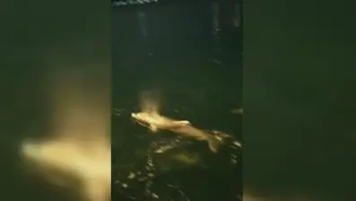 Yunuslar İstanbul Boğazı'nda görüntülendi