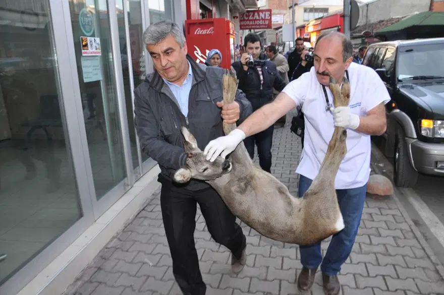 Yavru karaca tedavi edildi Yavru karaca tedavi edildi