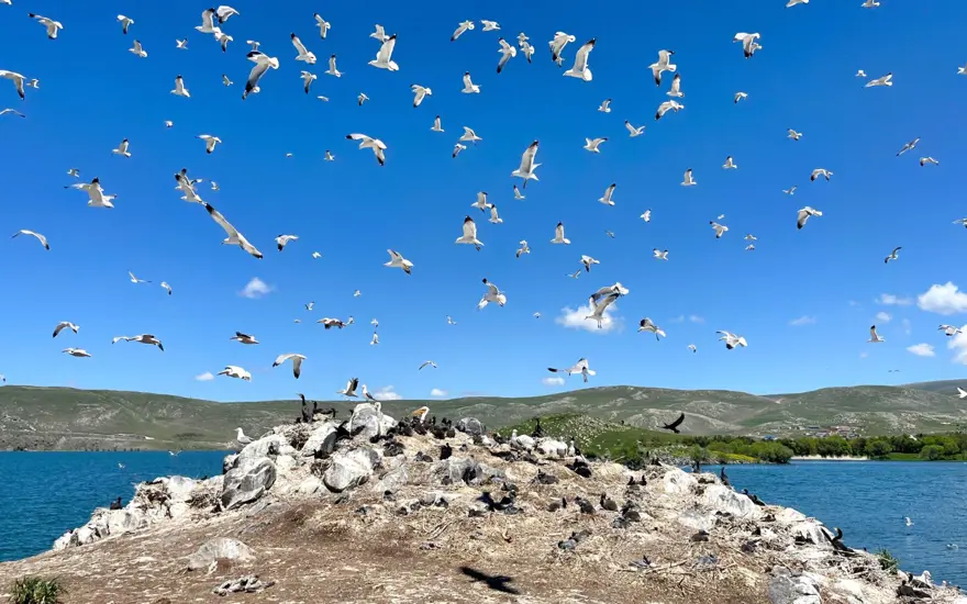 Çıldır Gölü, kuş cennetine döndü 
