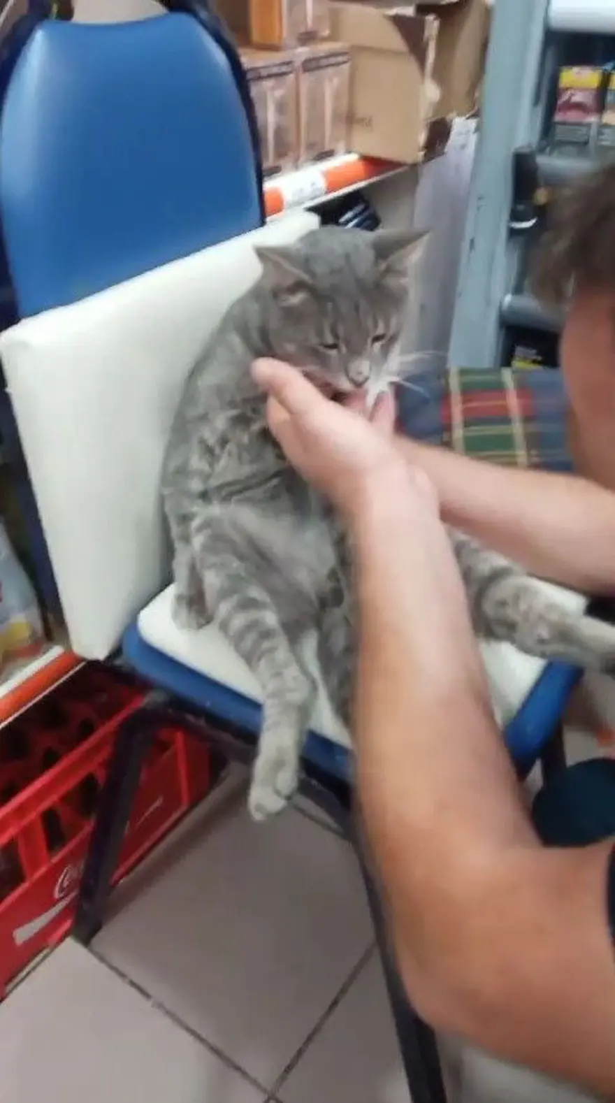 Balı fazla kaçıran kedi kendinden geçti 3