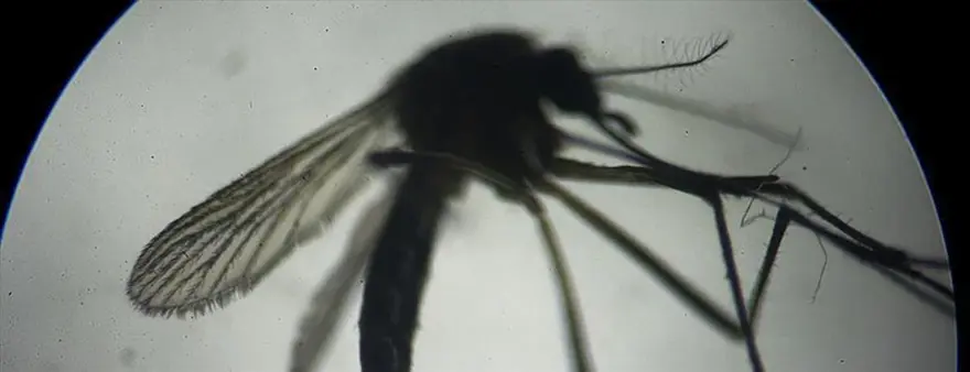 EEE NEDİR, BELİRTİLERİ NELER? 3 EEE NEDİR, BELİRTİLERİ NELER? 3