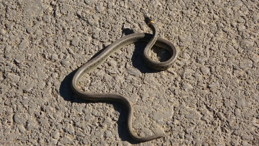 Yüksekova'da sürü halindeki yılanlar Brezilya'nın 'Yılan Adası'nı andırıyor 20
