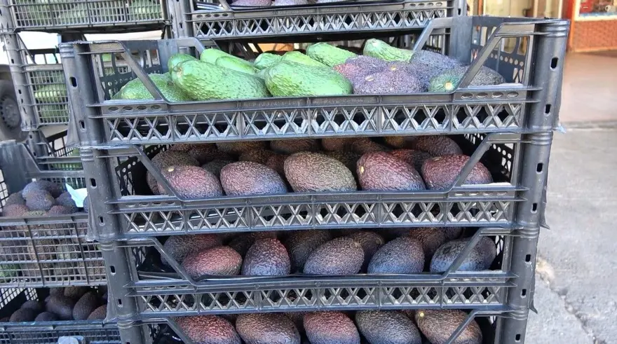 Tanesi 55, kilosu 200 lira: Bu yıl üreticinin yüzü güldü 