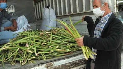 Lösemi hastalarının umudu olan ışkın otu tezgahlarda yerini aldı