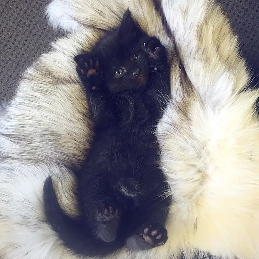 Hayatını kedileri kurtarmaya adadı 169