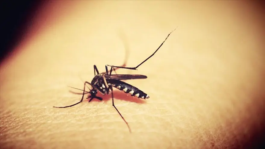 Aedes sivrisinek ısırığı nedir, nasıl geçer? Aedes sivrisinek ısırığı belirtileri nelerdir? 