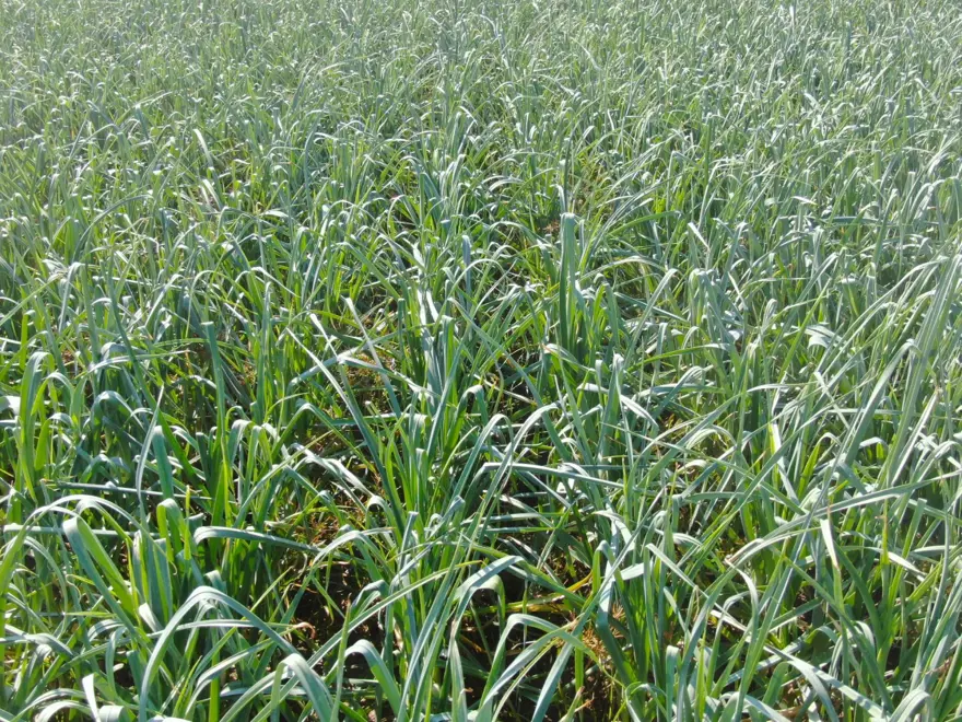 TARLADA UCUZ, PAZARDA PAHALI 3