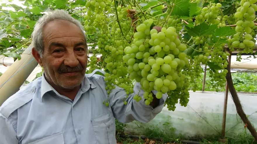 Zirai don meyve fiyatlarını vurdu: İlk ürünler 250 TL'den alıcı buluyor 2