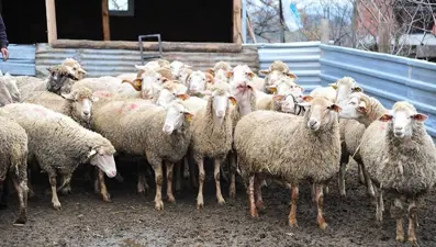 Şap hastalığı nedir, nasıl yayılır ve belirtileri neler? Bakanlıktan açıklama