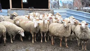 Şap hastalığı nedir, nasıl yayılır ve belirtileri neler? Bakanlıktan açıklama Şap hastalığı nedir, nasıl yayılır ve belirtileri neler? Bakanlıktan açıklama