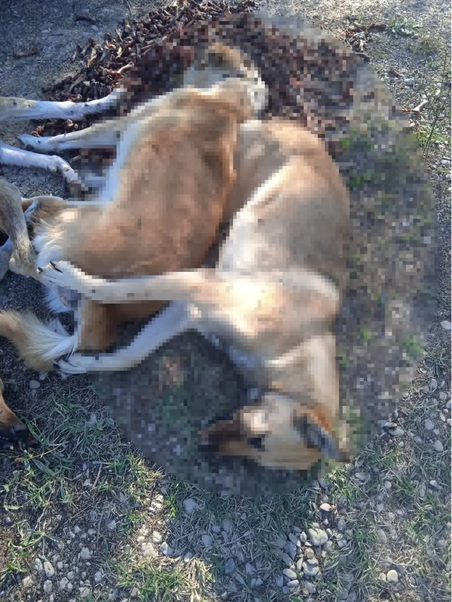 Bolu'da 6 köpek zehirlenerek ölmüş halde bulundu 3