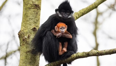 İrlanda'da bir vahşi yaşam parkında nesli tükenmekte olan bir "langur maymunu" doğdu
