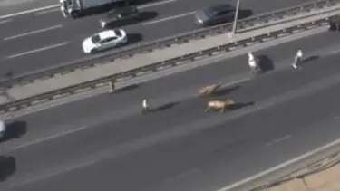 TEM Otoyolu'na giren inekler trafiği altüst etti