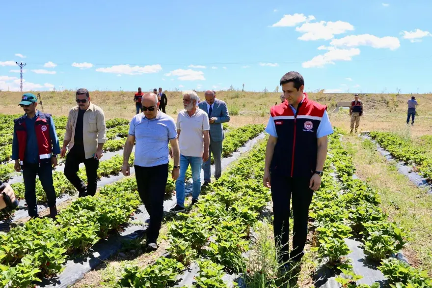 "Burada yetişmez" dediler ama 1 yılda 400 ton verim alındı! 16 milyon liralık gelir elde ediliyor 2
