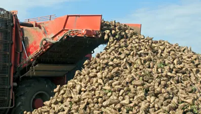 Kars&#x27;ta hasadı başladı! Vücuttaki iltihabı söküp atıyor: Hem kanı temizliyor hem kanser hücreleriyle savaşıyor