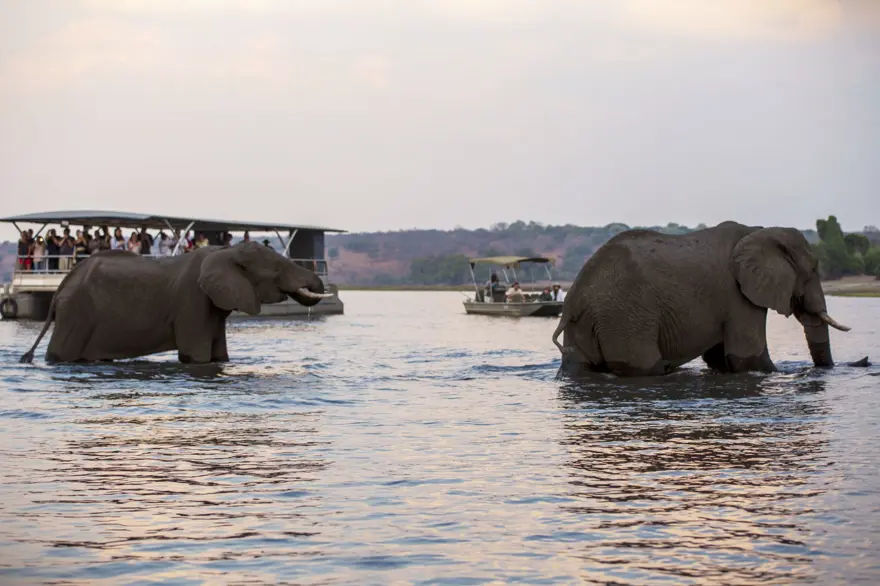 Afrika'nın fil cenneti: Chobe Ulusal Parkı 6