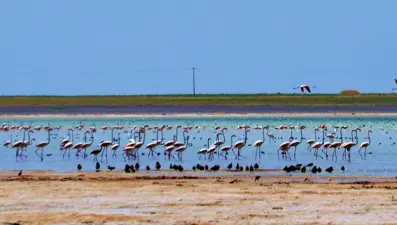 Arin Gölü'nü mesken tutan flamingolar, fotoğrafçıların kadrajında