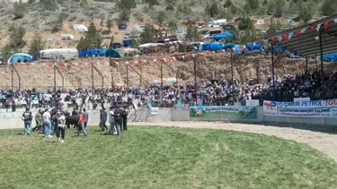 500 kiloluk boğa bakıcısını hastanelik etti