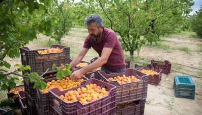 Tadı, rengi ve aromasıyla öne çıkan tescilli lezzet: Hasat mesaisi başladı