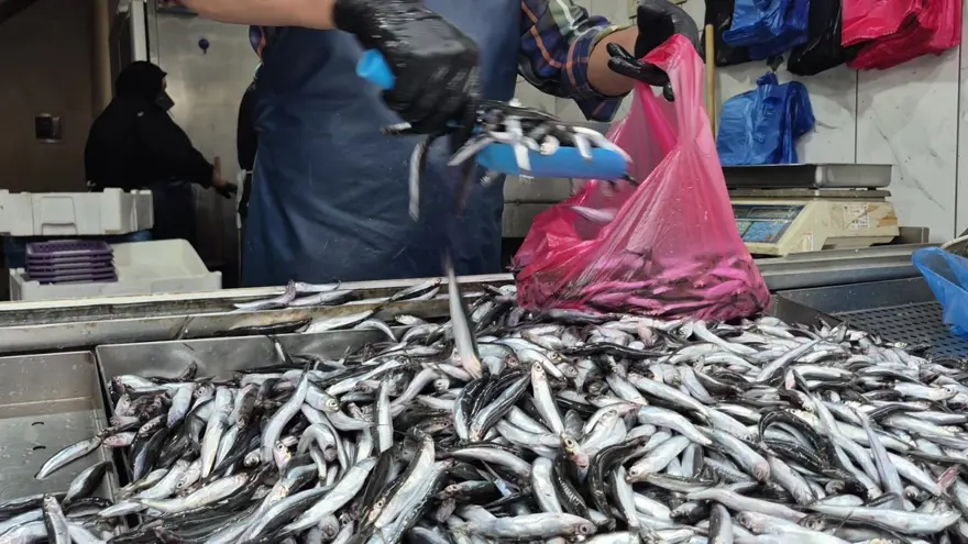 "HAMSİ BOLLUĞU VAR" 1