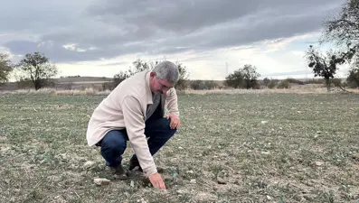 Sarı altın çiçek içinson 3-4 gün! Yağmur gelmezse son kalanlar da ölecek