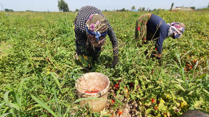 Salçalık domates tarlada 50 kuruş, salçanın kilosu ise markette 12 lira 15 Salçalık domates tarlada 50 kuruş, salçanın kilosu ise markette 12 lira 15