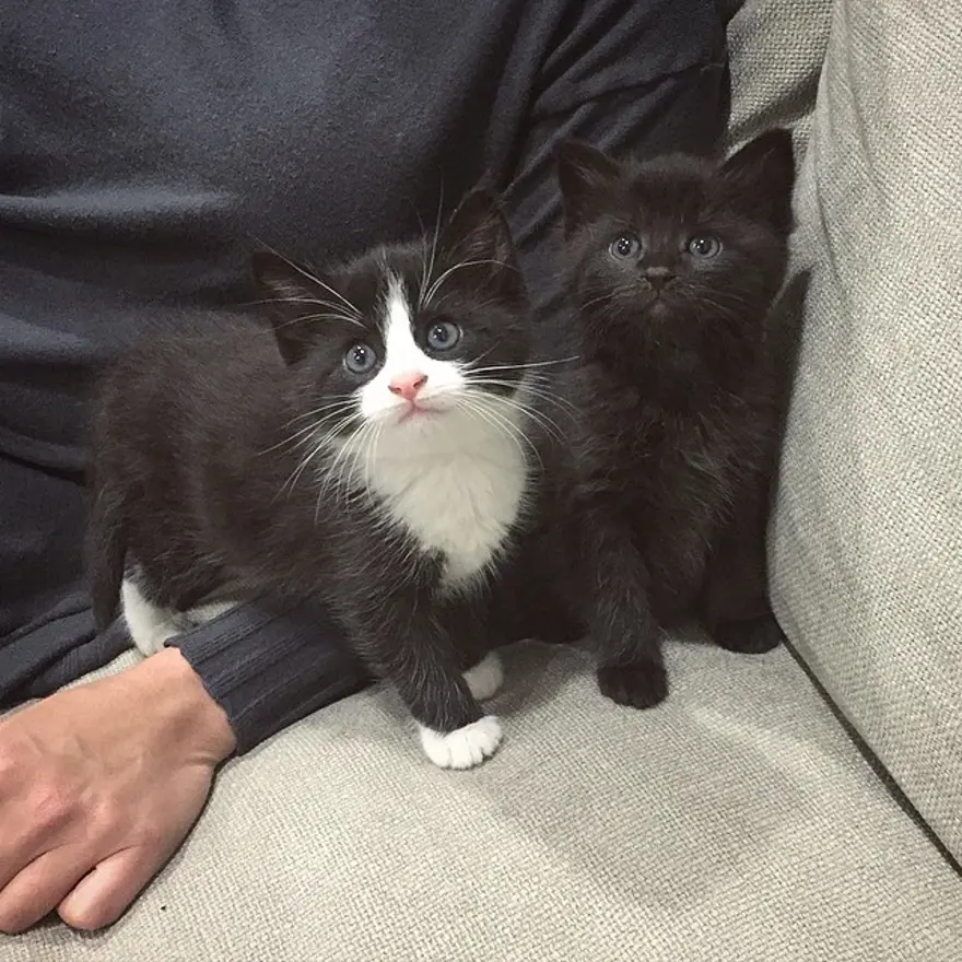 Hayatını kedileri kurtarmaya adadı 165