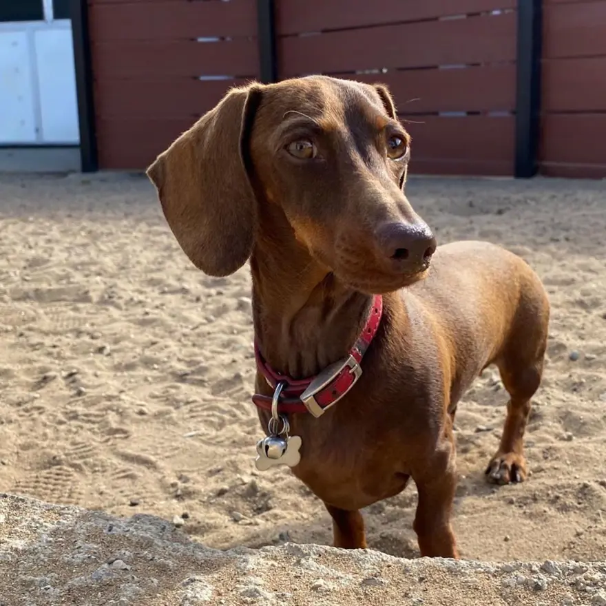 6 AY SONRA AİLESİNE KAVUŞTU 4 6 AY SONRA AİLESİNE KAVUŞTU 4