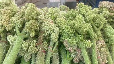 Şeker, kalp ve sarılığa iyi geldiğine inanılıyor: Dağlarda yetişen doğal şifa tezgahta