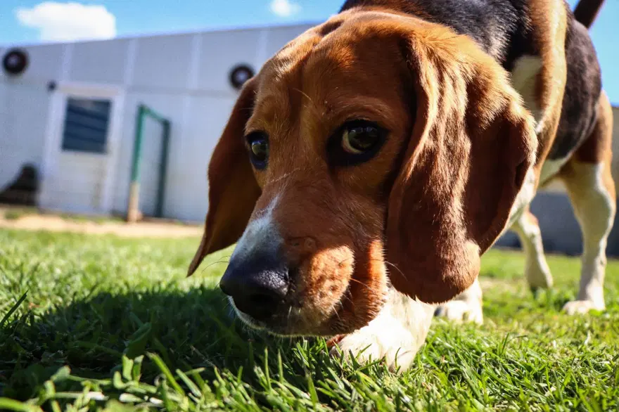 Kedi köpek otelinde bayram yoğunluğu 2 Kedi köpek otelinde bayram yoğunluğu 2