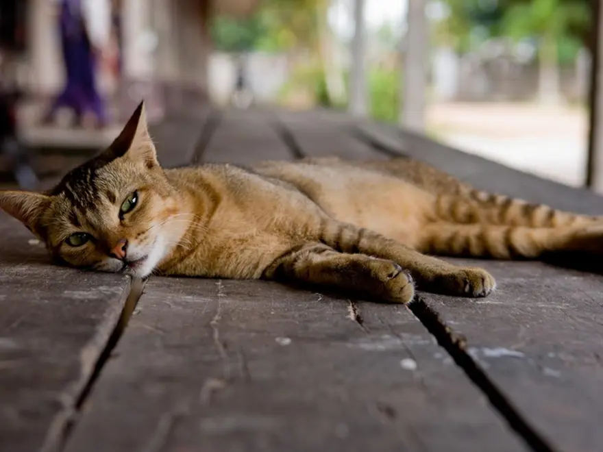 İnternetin yeni fenomenleri 84