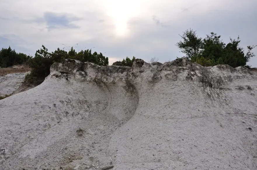 21 milyon yıllık fosil ağaç ormanı tehlikede 7