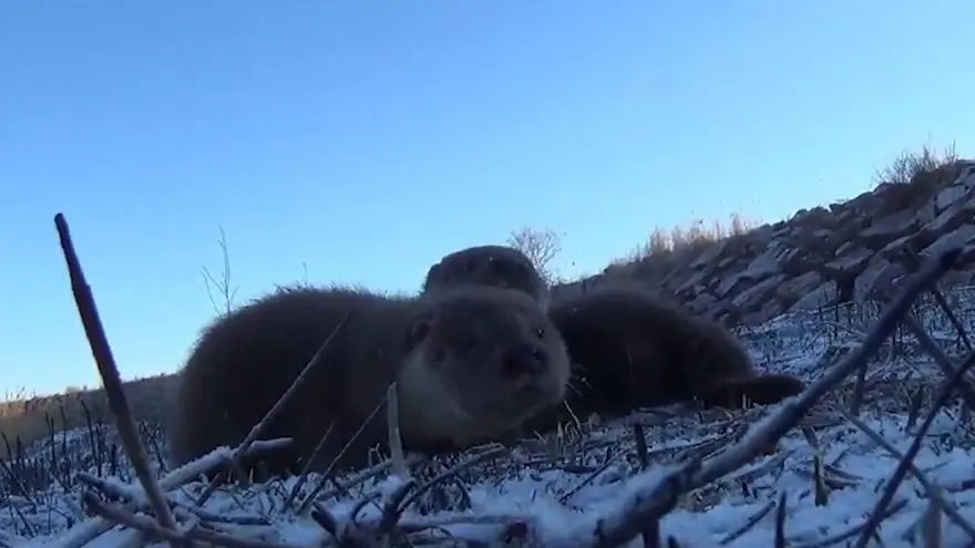 Yavru su samurları: Ortaya renkli görüntüler çıktı 1