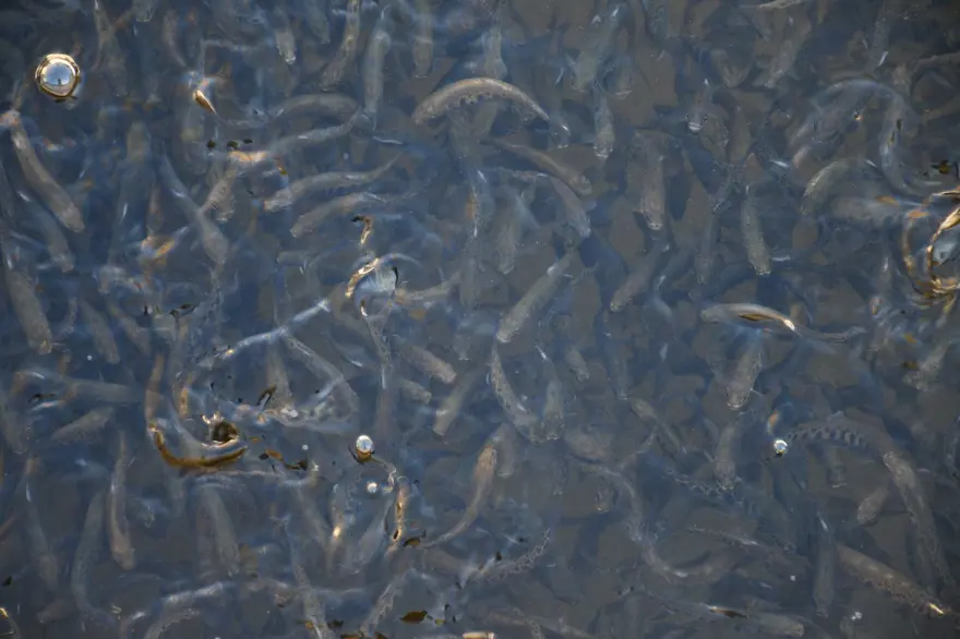 Sıfır noktasında 25 bin ton üretiyor: 5 aileye ekmek kapısı oluyor 