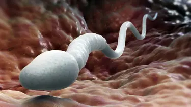 Ebola virüsü spermde 9 ay yaşayabiliyor