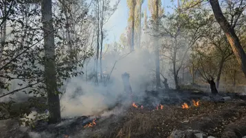Çorum'da ağaçlık alanda yangın: 620 dönüm arazi zarar gördü