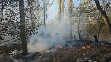 Çorum'da ağaçlık alanda yangın: 620 dönüm arazi zarar gördü