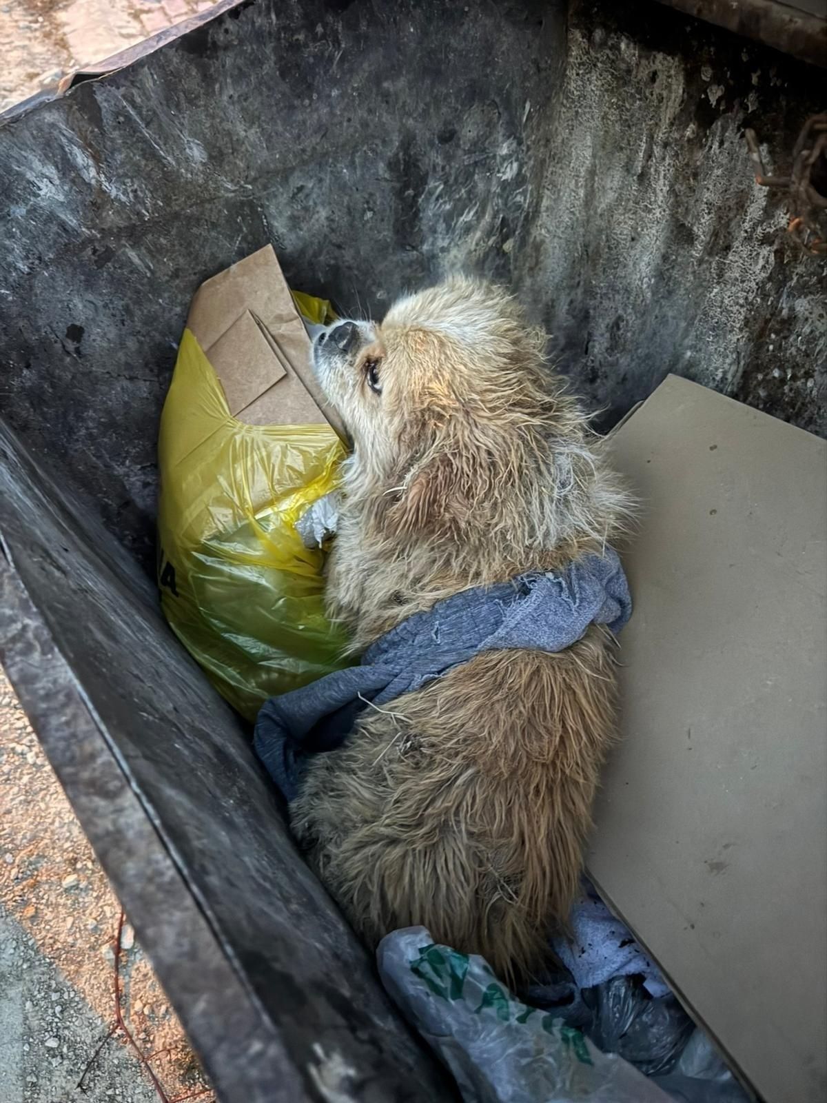 Köpeğin ayaklarını bağlayıp çöpe atmış! ''Bu göz göre göre cinayet''