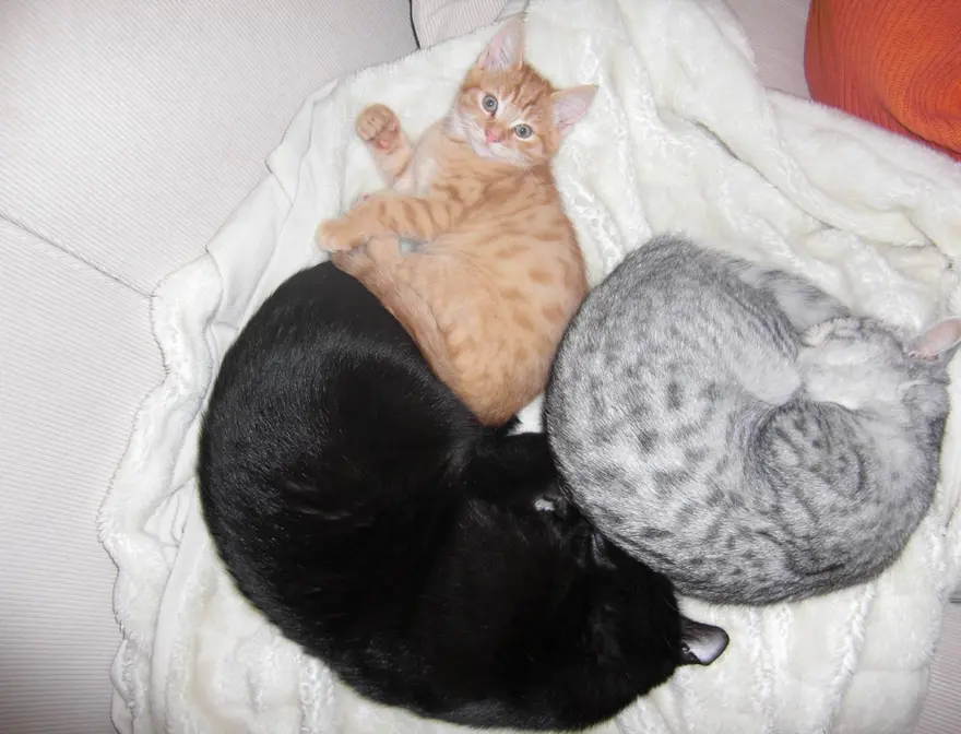 İnternetin yeni fenomenleri 80