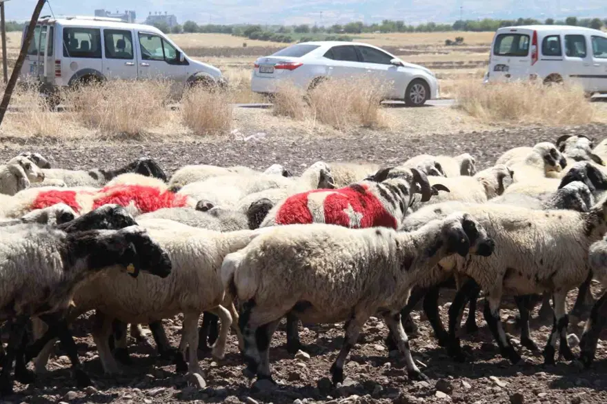 Kars yöresinin en eski geleneklerinden birisi: Koç katımı nedir? 3